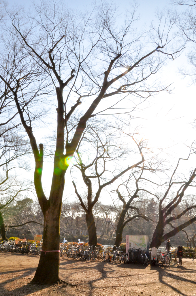 Inokashira Park_03_680x1024